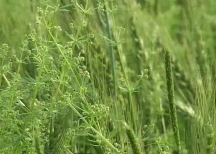 旱田杂草的防除