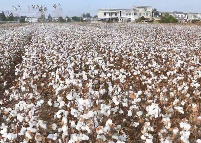 两熟复种棉花绿色化机械化栽培技术