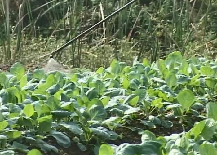 果园、菜地杂草的识别与防除技术