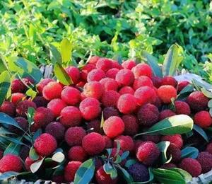 把科学种植技术送到田间地头