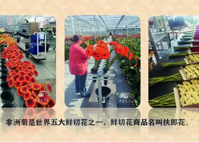 切花非洲菊高效栽培技术