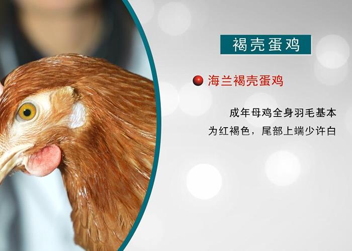 蛋鸡健康养殖技术