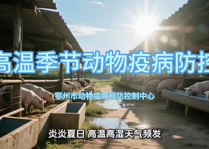 高温季节动物疫病防控