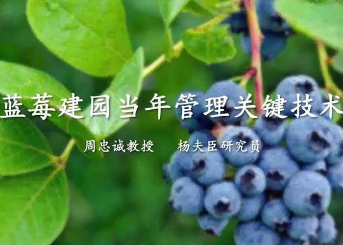 蓝莓建园当年管理关键技术