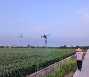 科技特派员为小麦赤霉病防控保驾护航