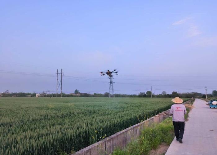 科技特派员为小麦赤霉病防控保驾护航